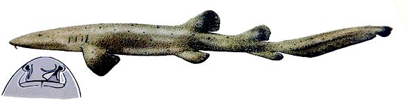 Ginglymostoma cirratum_000235.jpg
